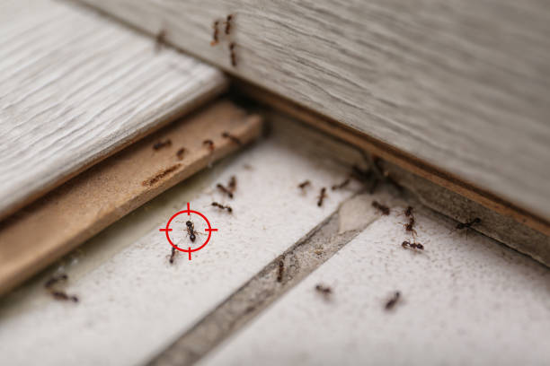 Best Cockroach Control Services  in Mont Alto, PA